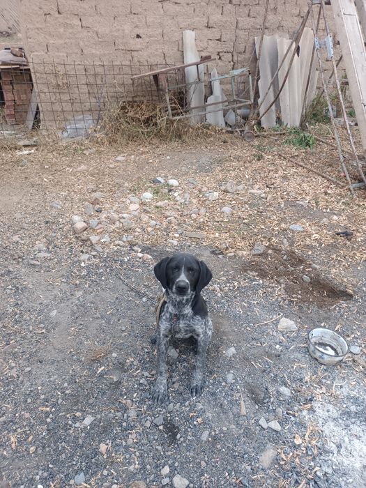 Охотничный собака