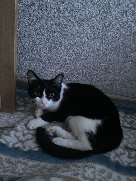 Отдам котенка в добрые руки!!!