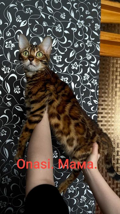 Клубный Бенгальские котят!!