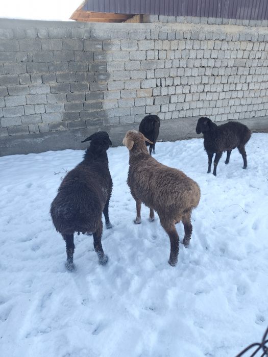 Койлар, кошкарлар