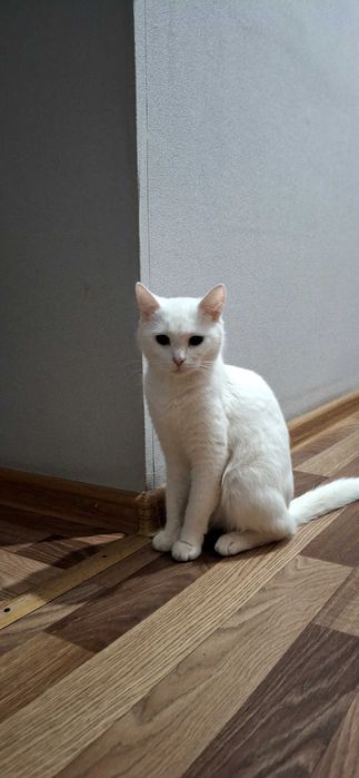 Отдам кошку мышеловку