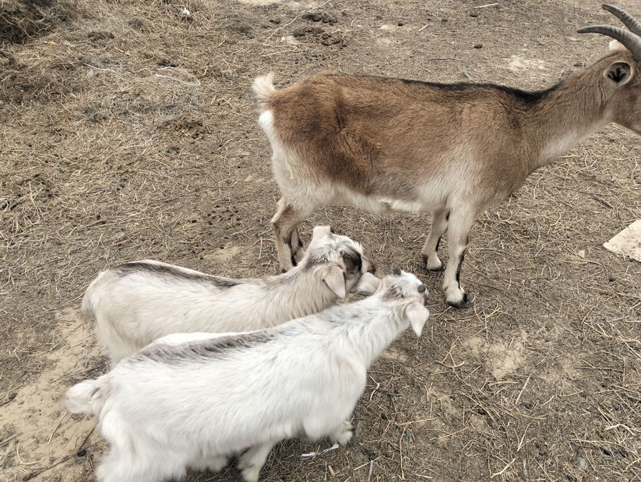 Ешкылер сатылады