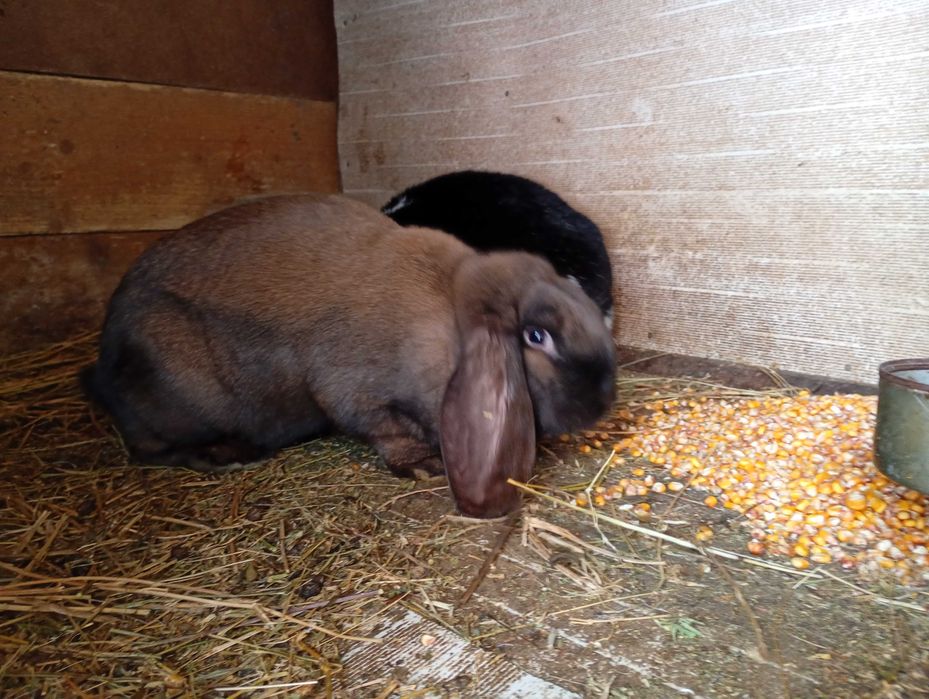 Iepuri fluture german și berbec german