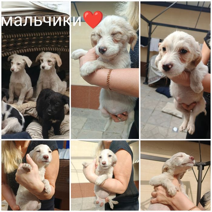 Пристраиваются в добрые ручки