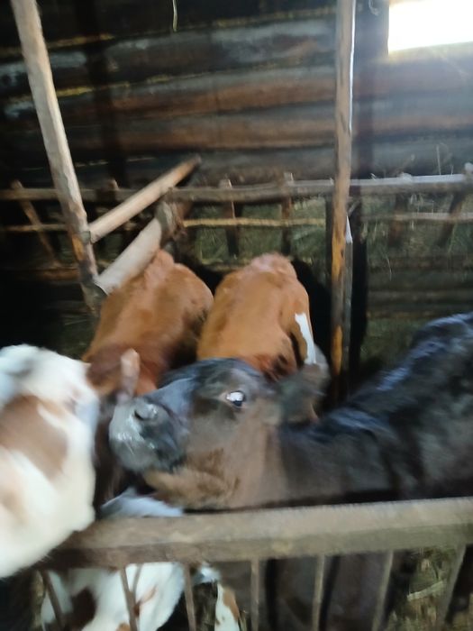 Продам дойных коров вместе с телятами