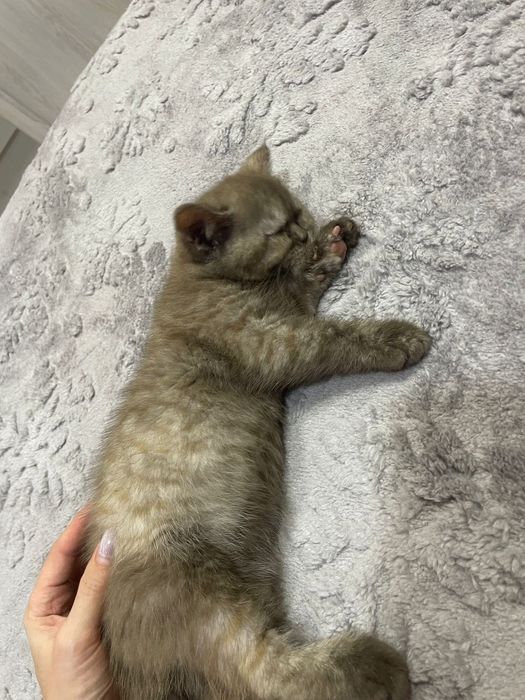Британские короткошерстные  котята