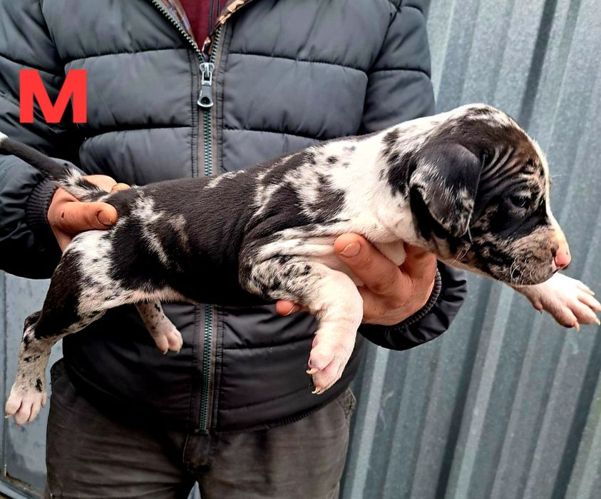 PITBUL-Питбул Мерле