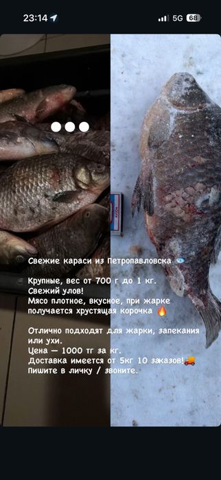 Карась Рыба свежий продаем