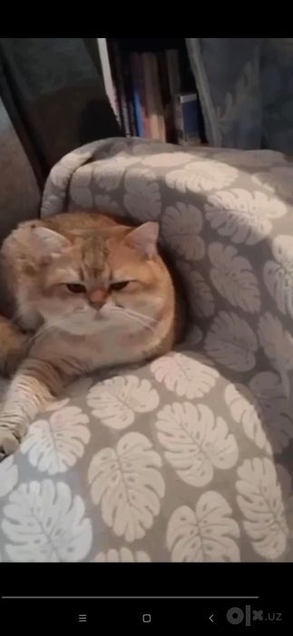 Вязка  кота -золотоШиншилла