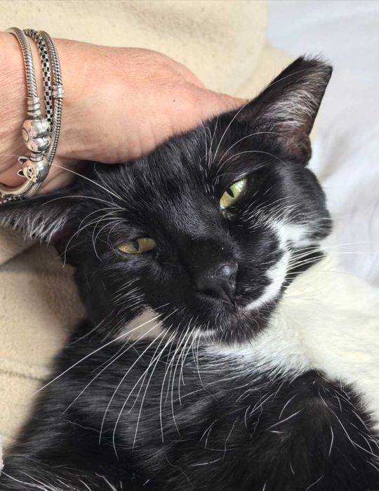 Коте Мърр търси дом