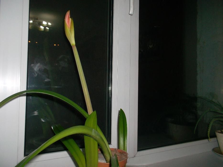 Цветок гипераструм