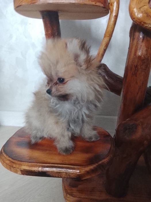 Продам 2 щенков малого немецкого шпица