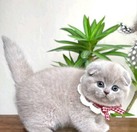 British shorthair scottish fold rasa pura
