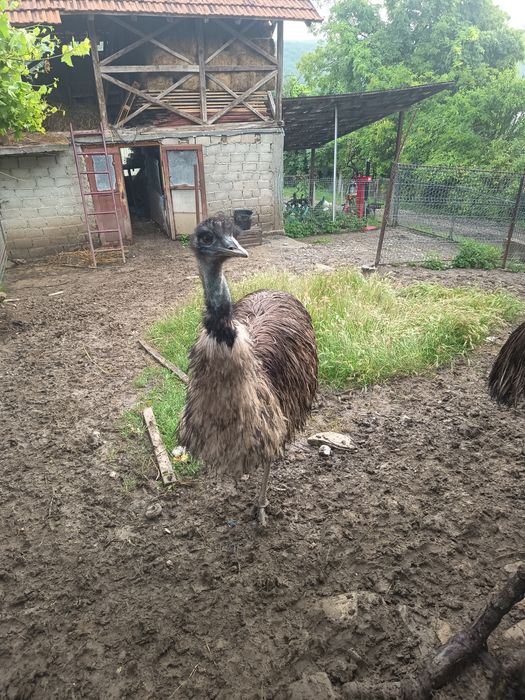 Struti Emu de vânzare