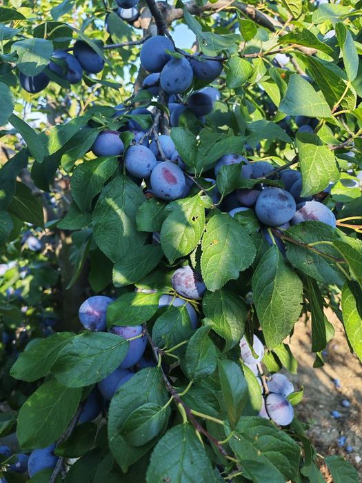 Prune de vânzare