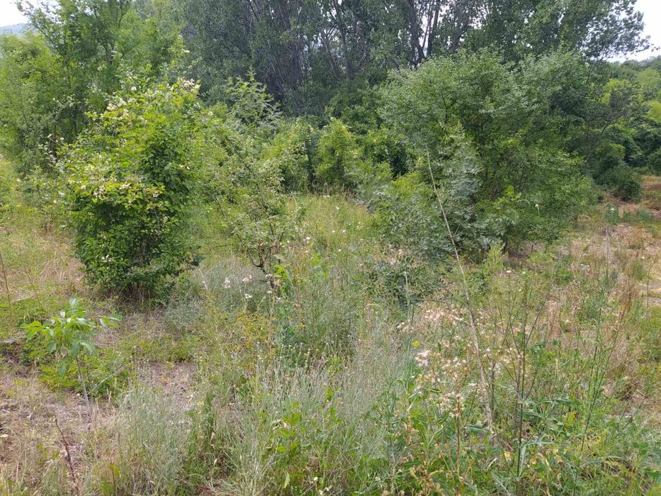 Почистване на запустели парцели и имоти