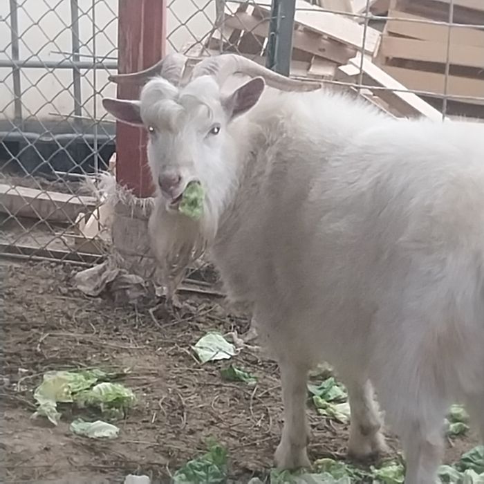 Срочно продам зааненская коза