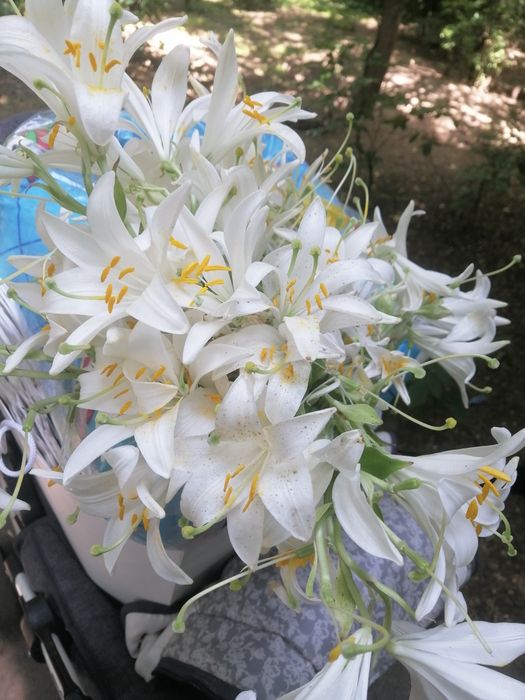 Кустарные розы, розовые.