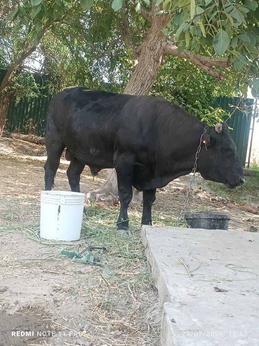 Buqalar sotiladi 4xil