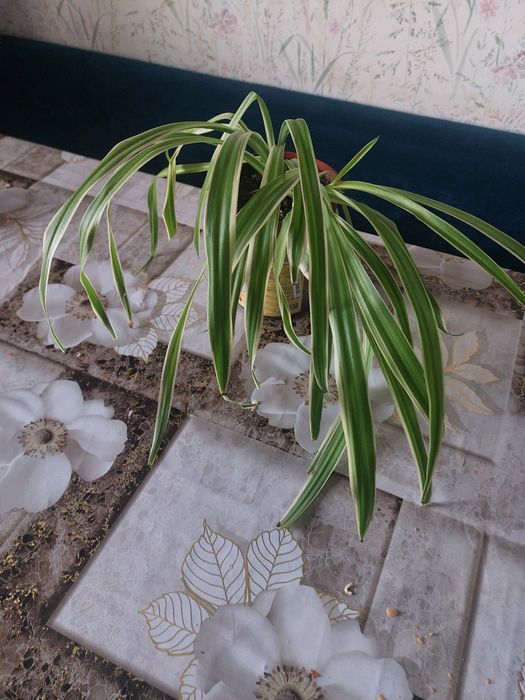 Комнатные цветы разные