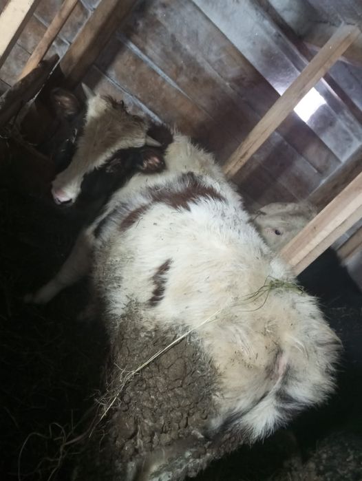 Продам бычков 4 шт