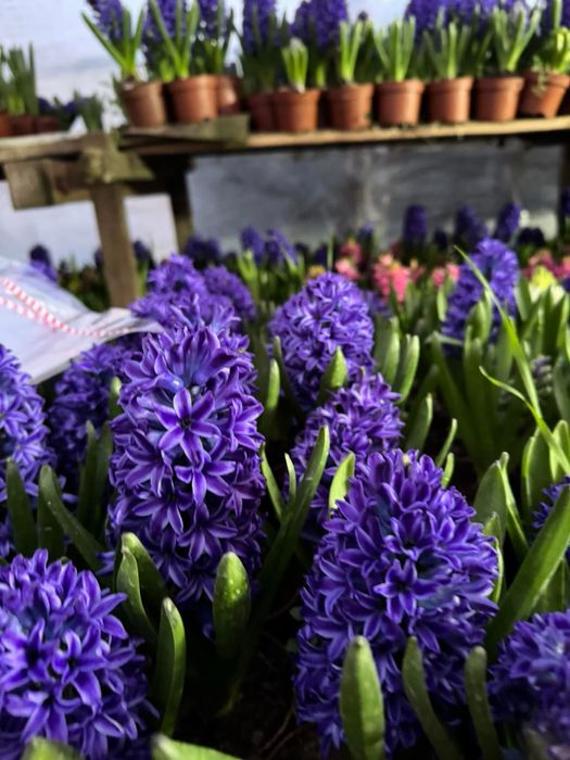 Zambila 1-8 martie de vanzare