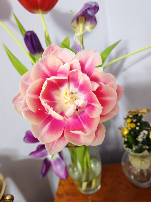 Тюльпаны оптом..