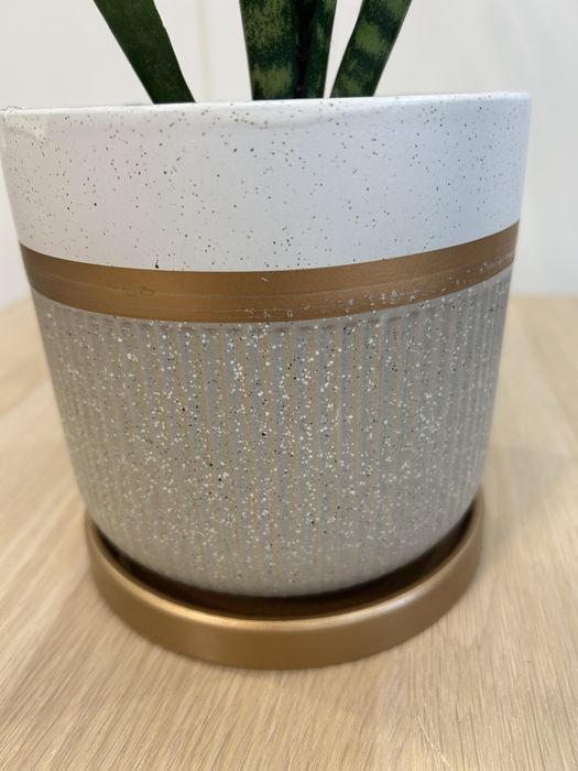 Сансевиерия комнатные цветы