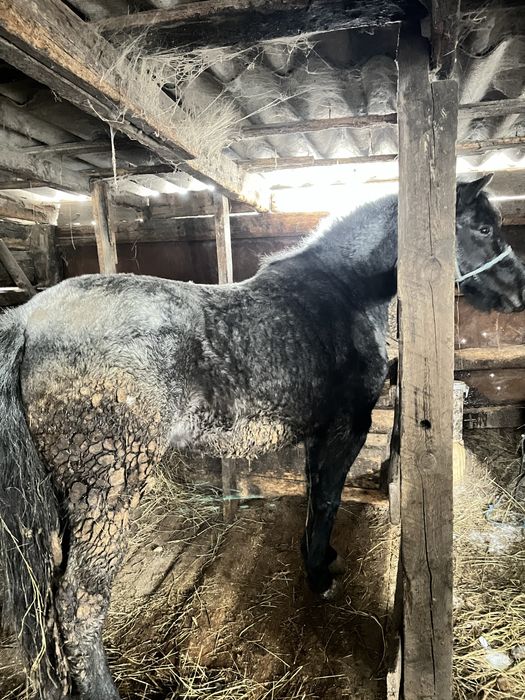 Продам кобылу с откорма