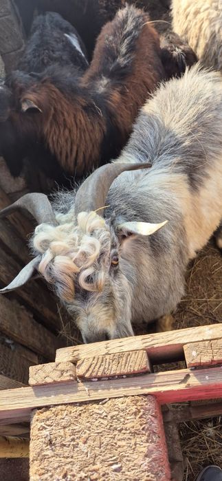 Теке сатылады (баран)