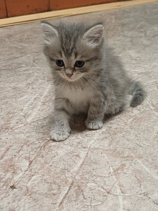 Отдам бесплатно котят
