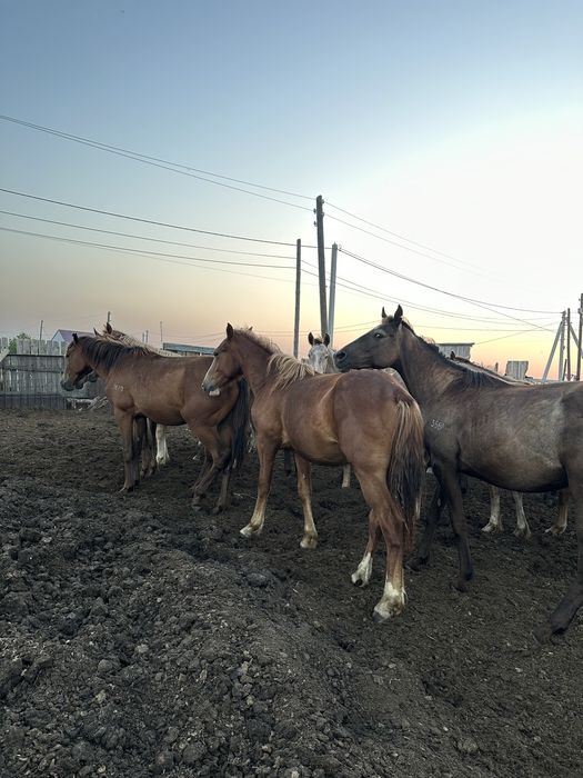 Продам жеребчиков