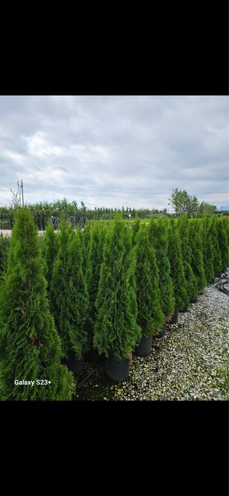 Vand tuia smaragd de mai multe dimensiunj