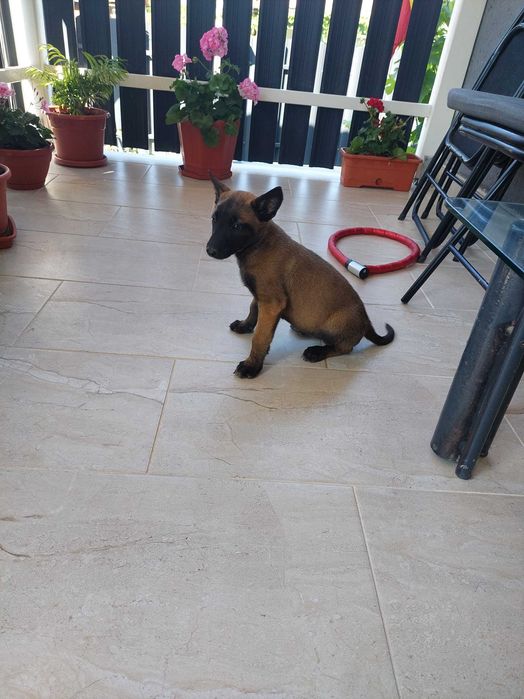 Caine de pază malinois