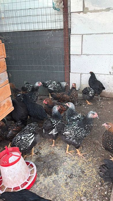 Păsări de carne si oua de vanzare