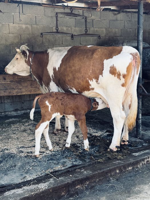 Vaca baltata cu vitel