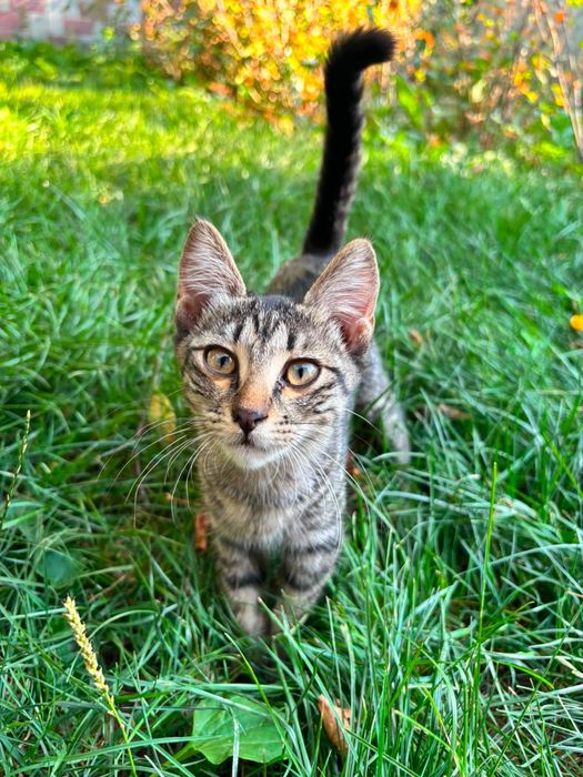 Котята ищут себе новый дом