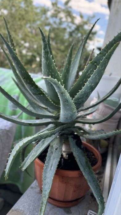 Алоэ 8 - ми летний !! Лечебный