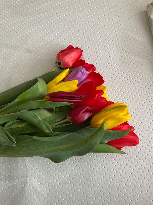 очень красивые тюльпаны