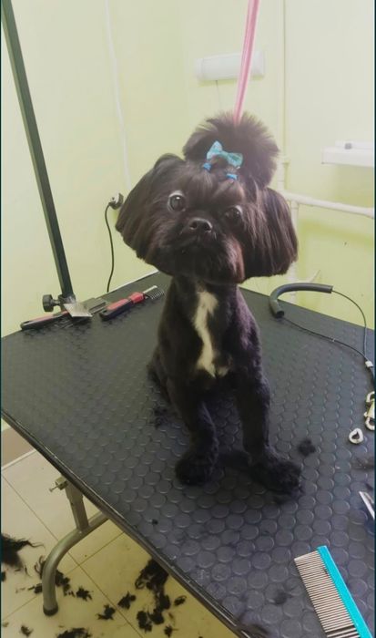 Продам щенка шитцу