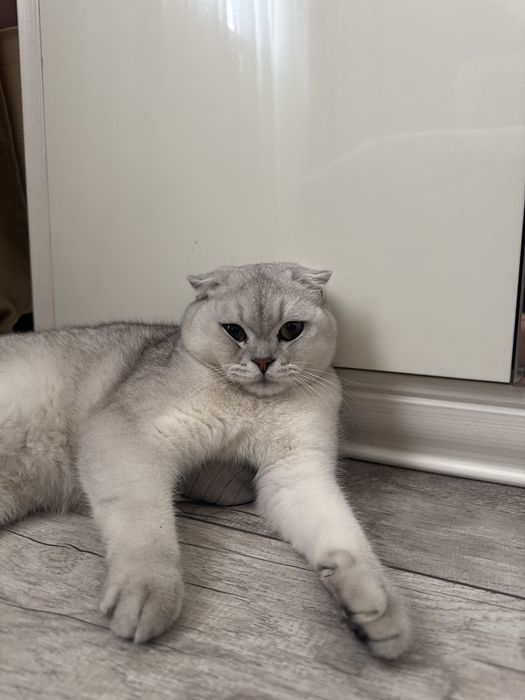 Кошка Британскую в/у