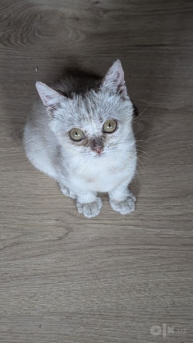 Отдам в добрые руки котят