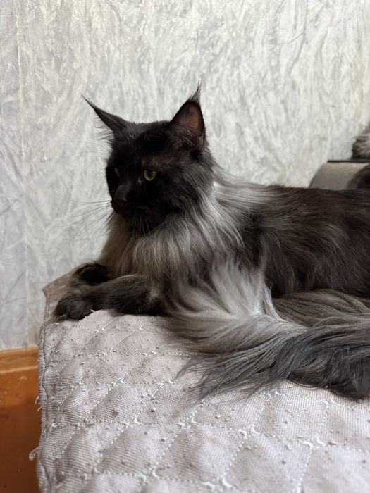 Кот породы Мейн кун. ВЯЗКА.