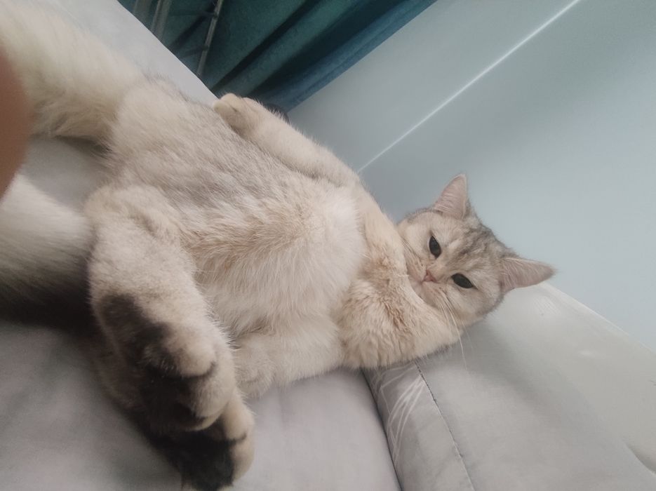 Qiz mushuk vyazka uchun techkasi kegan