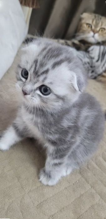 Шотландские Скоттиш Фолды