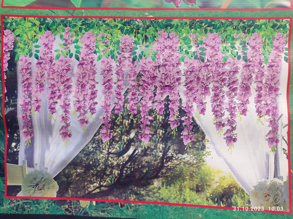 Glitsina глициния guli (faqat optomga)