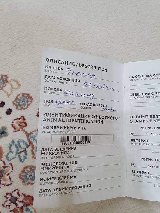 Шотланд мысығы,Өзі сүйкімді де Ақылдыды