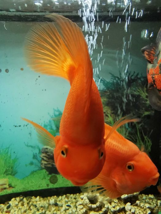 Acvariu cu pesti - ciclide papagal