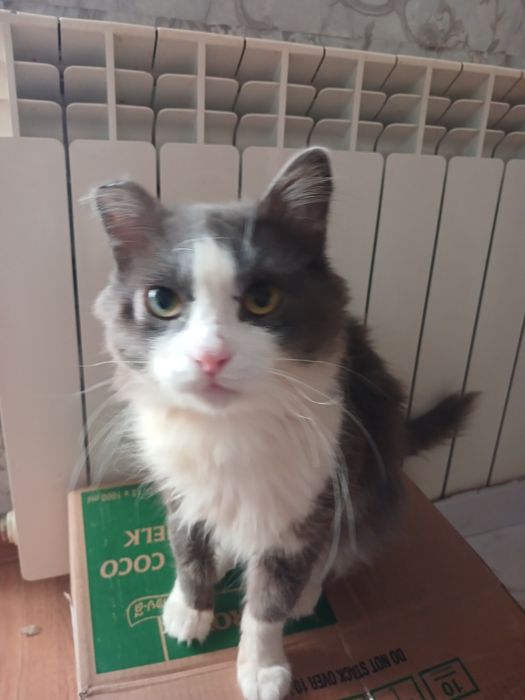 Котик Грей в добрые руки