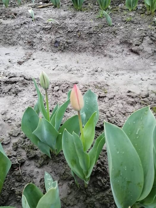 Продаются Тюльпаны оптом примерно от 3-ех тысяч до 5-ти тысяч штук